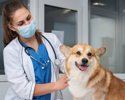 DE NOCHES DE MOLESTIAS A DÍAS FELICES 🐶 SALUD DIGESTIVA NATURAL PARA TU MEJOR AMIGO 🌿